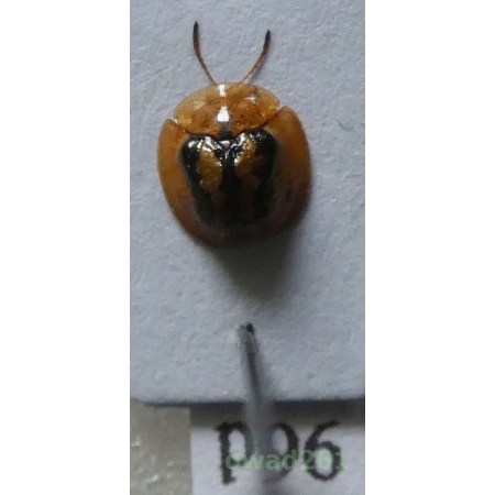 Cassidae sp. Philippines96d